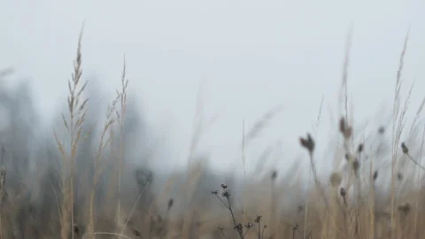 Winter field walk, plants on a wind Stock Footage 124000183