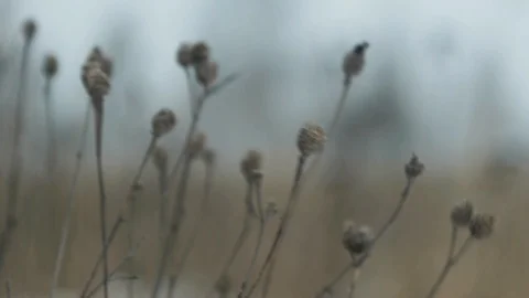 Winter field walk, plants on a wind Stock Footage 124000286