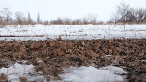 Winter field wind and leaves Stock Footage 104437802
