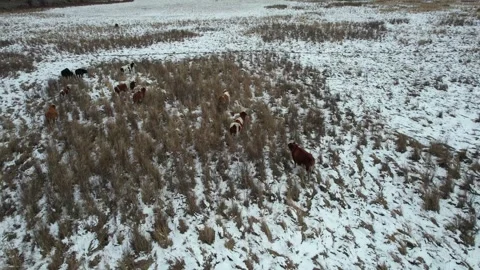 Winter Fields And Forest Beneath Low Clouds in Arxan, China Stock Footage 344036111