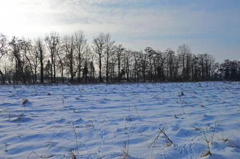 Winter fields and trees in the countryside under snow Stock Photos