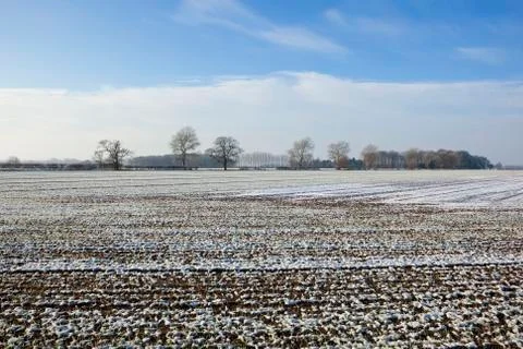 Winter fields and trees Stock Photos