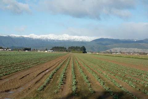 Winter Fields of Vegetables Stock Photos