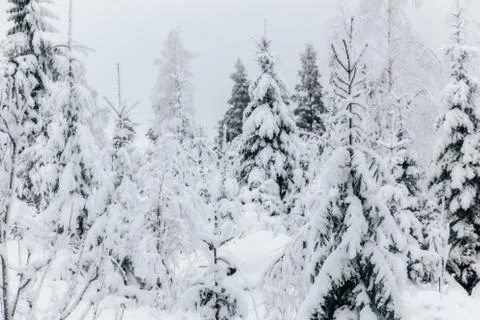 Winter in Finland Foto stock
