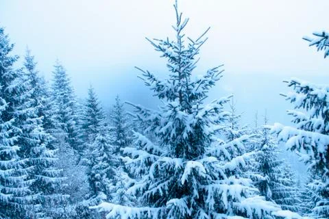 Winter fir Stock Photos