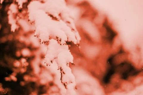 Winter fir tree background Stock Photos