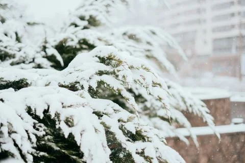 Winter fir tree background Stock Photos