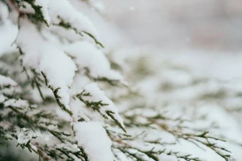 Winter fir tree background Stock Photos