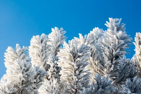 Winter fir-tree branches Foto stock