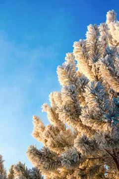 Winter fir-tree branches Stock Photos