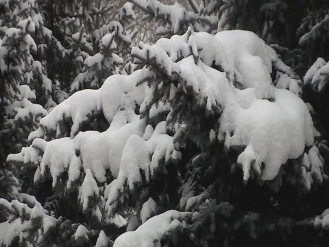 Winter Fir Tree. Stock Footage 83726312