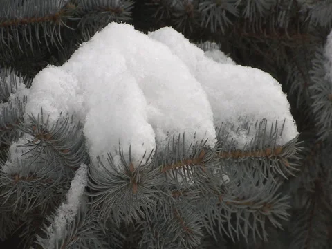 Winter Fir Tree. Stock Footage 83726326