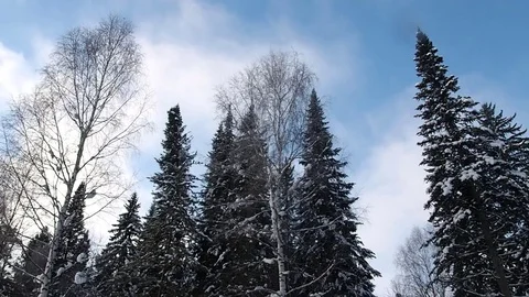 Winter Fir Tree. Stock Footage 83726372