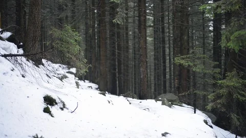 Winter fir tree forest closeup Video stock 82036072