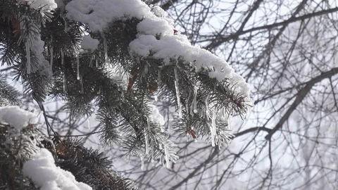 Winter fir-tree Forest with Snowy Christmas frost on trees 4k 25fps Stock Footage 101242437