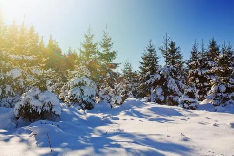 Winter fir trees in german forest with sunshine. Stock Photos