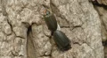 Winter Fireflies (Ellychnia corrusca) Mating 3 HD Footage