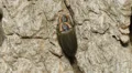 Winter Fireflies (Ellychnia corrusca) Mating 1 HD Footage