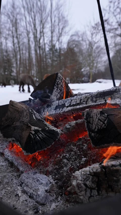 Winter firepit with smoldering logs and alpacas in snowy paddock Stock Footage 331264426