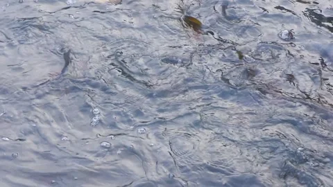 Winter Fish Pond During Traditional Carp Harvest Video stock 344257203
