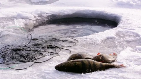 Winter fishets being pulled under the ice Stock Footage 74520477