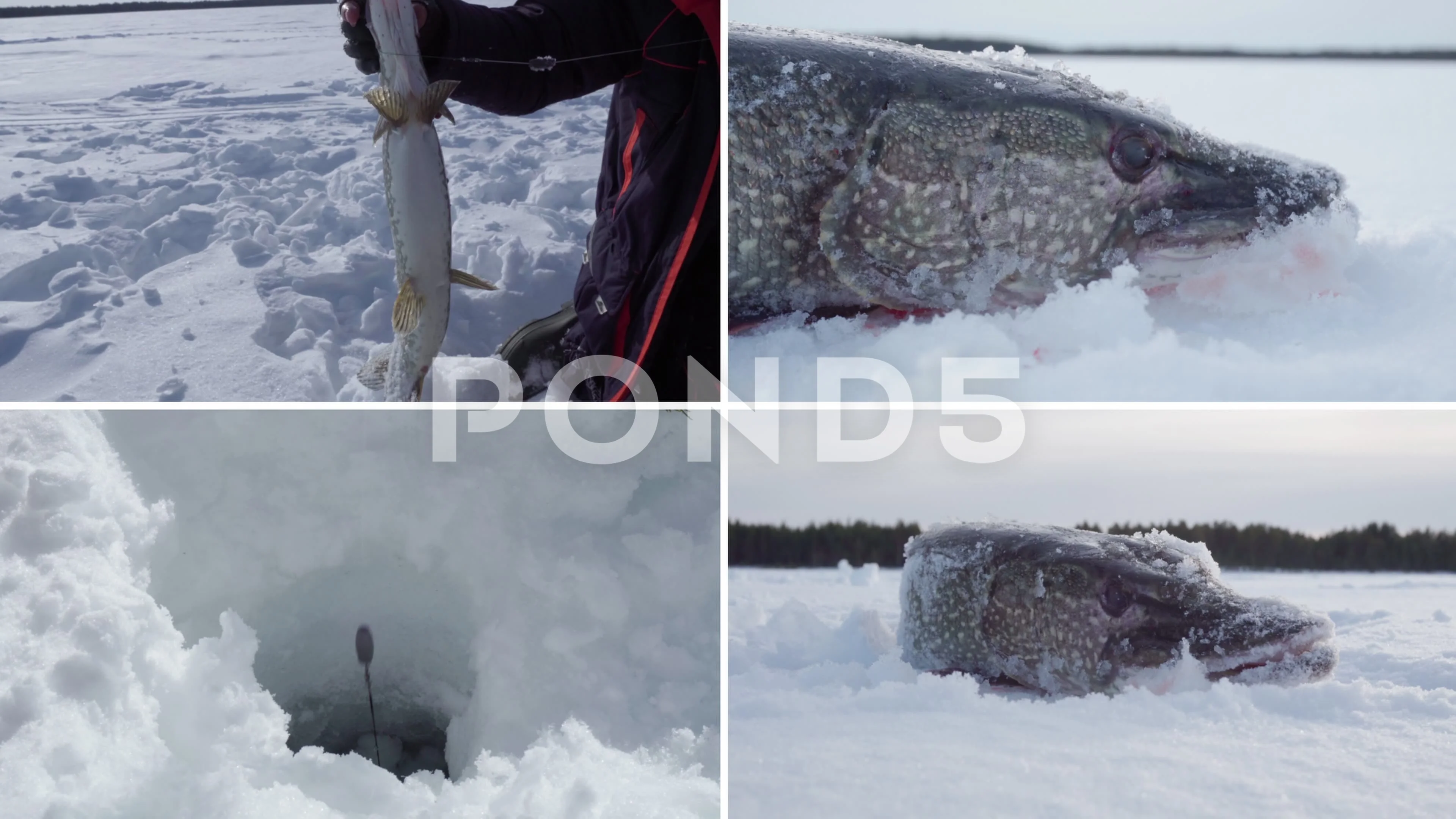 Ice Fishing for Esox Lucious. Big Winter Pike Caught on Rattle