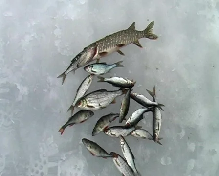 Winter fishing Stock Footage 142341