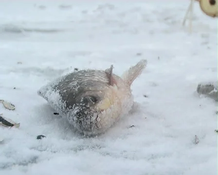 Winter fishing Stockbeeldmateriaal 1044966