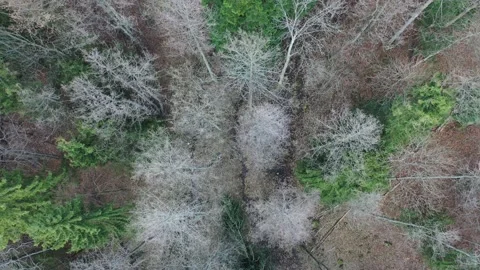 Winter flight towards spruce tree with European mistletoe Viscum Album Stock Footage 137437396