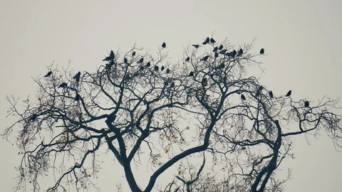 Winter flock of birds fly away Stock Footage 102743846