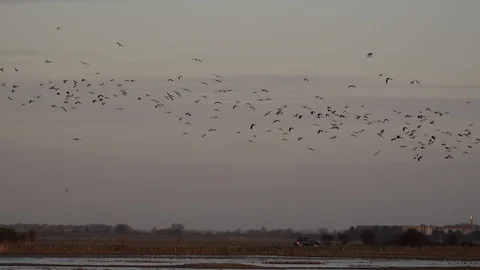 Winter flocks in the sky England UK 4K Video stock 101088499