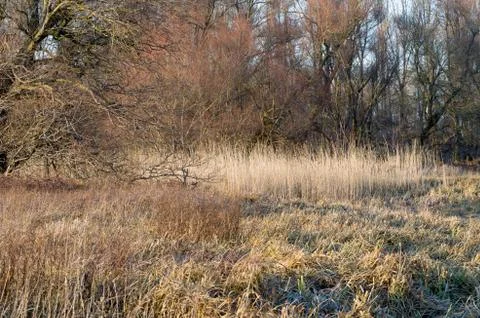 Winter floodplain forest Stock Photos