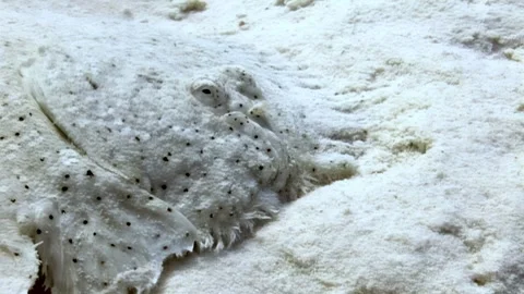 Winter Flounder Blends in With the Ocean Floor Sand During the Day Stock Footage 324172926