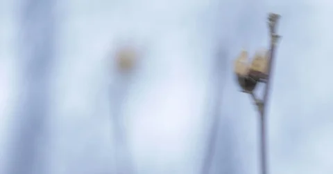 Winter Flower 1 Stock Footage 73369406