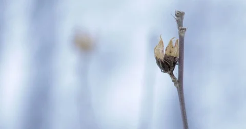 Winter Flower 2 Stock Footage 73369407