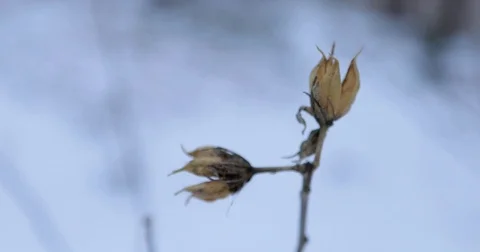 Winter Flower 3 Stock Footage 73369403