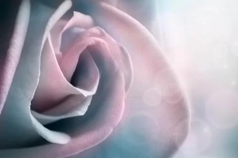 Winter flower background concept with copyspace Stock Photos
