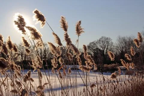 Winter Flower Eclipse Stock Photos