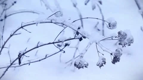 Winter flower Stock Footage