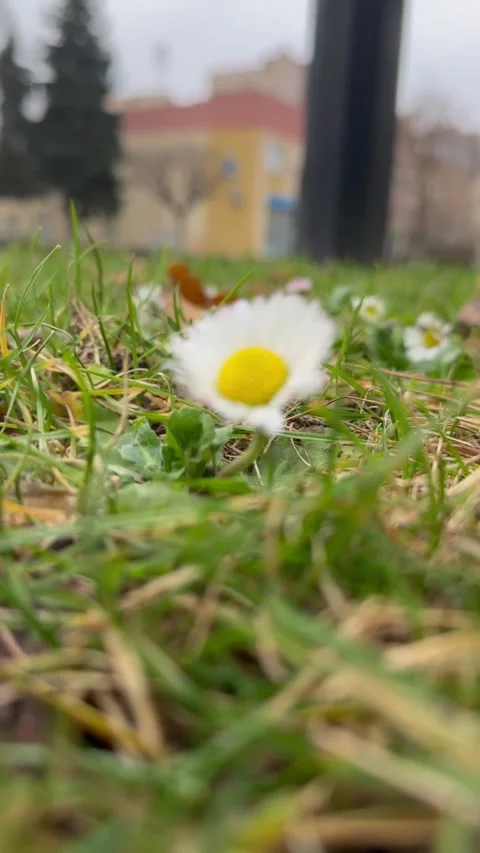 Winter flower Stock Footage 230995299