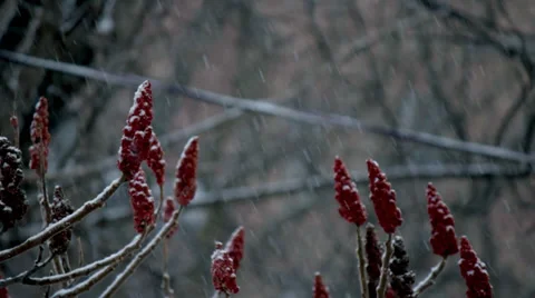 Winter Flower in Forest, long Stock-Footage 34365498