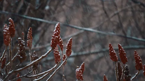 Winter Flower in Forest, short Stock-Footage 34365506