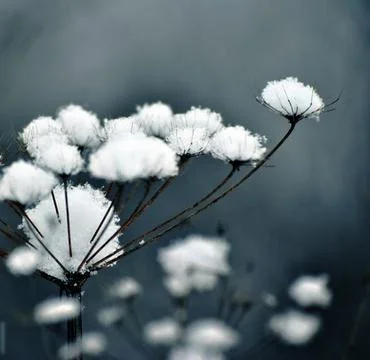 Winter flower in monochromatic background Stock Photos