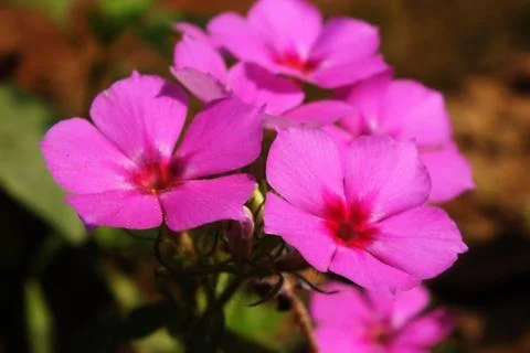 Winter flower Stock Photos