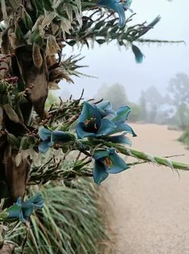 Winter flower Stock Photos