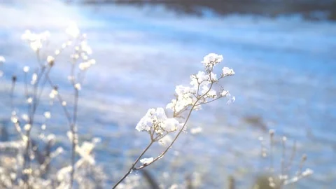 Winter Flower Snow Soft Light 4K Stock Footage 153934857