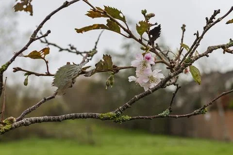 Winter flowering cherry tree (Prunus subhirtella Autumnalis) With Blossom Stock Photos