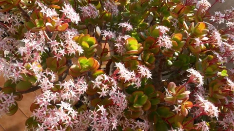 Winter flowering of the jade tree or Crassula ovata. 4k Stock Footage 233378805