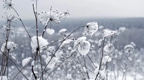 Winter Flowers In The Wind, Close Up   Stock-Footage 47621216