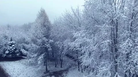 Winter fly video of forest walk road Stock Footage 166975126